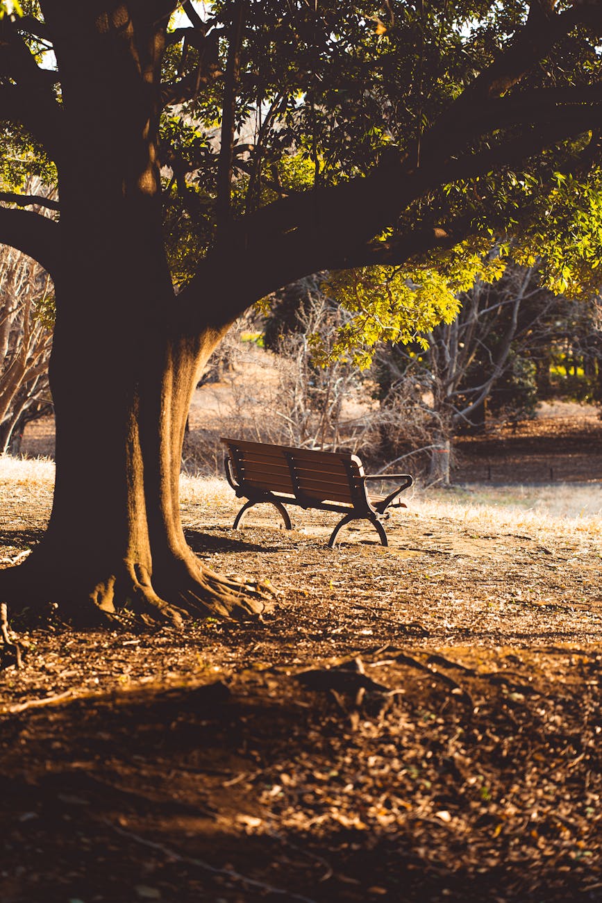 A bench waiting beneath an old tree — presence before the decision.